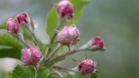 delicadas flores de manzana rosadas cubiertas de gotas de rocío