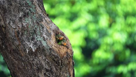 red-breasted parakeets nesting in a hollow tree hole. selective focus shot
