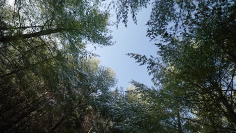 El-Dosel-Del-Bosque-Mirando-Hacia-El-Cielo-Azul-Y-Las-Ramas-Perennes-Cubiertas-De-Nieve-Blanca