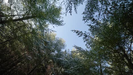 forest canopy looking up to blue sky and evergreen branches covered in white snow