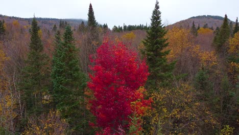 bright red tree in forest during autumn season, aerial view