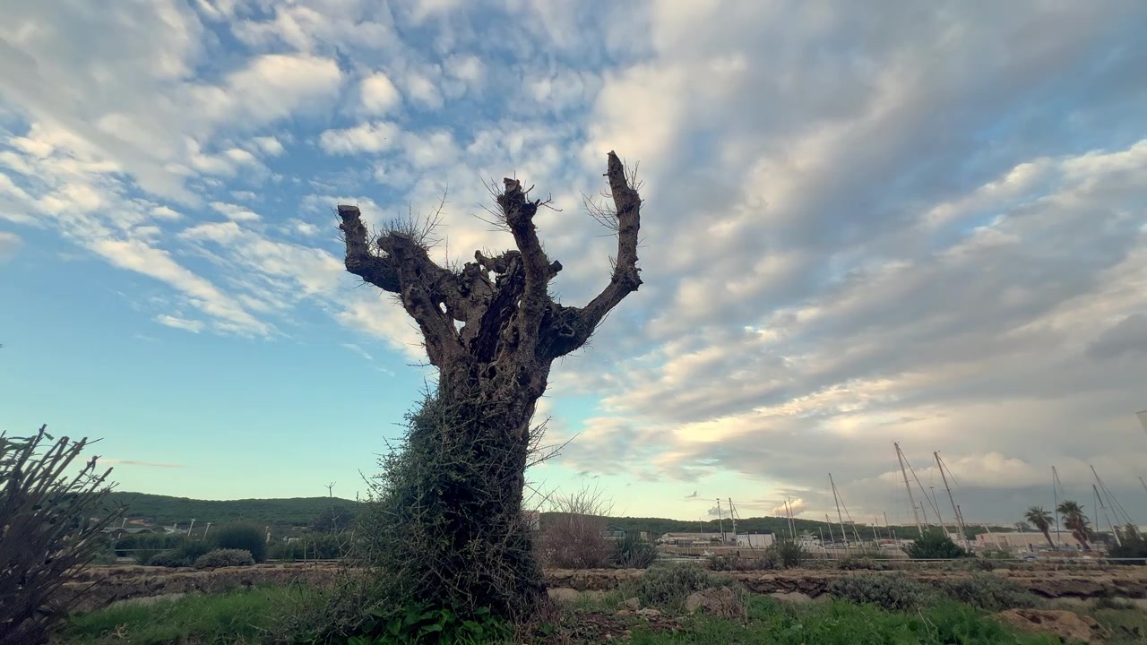 Statisch beeld van een majestueuze, bladloze boom op de voorgrond. Timelapse.