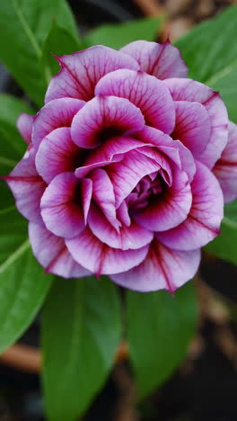 close-up of a vibrant pink and purple flower