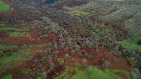 Densas-Montañas-Forestales-En-Aber-Falls-Cerca-De-Abergwyngregyn,-Gwynedd,-Gales