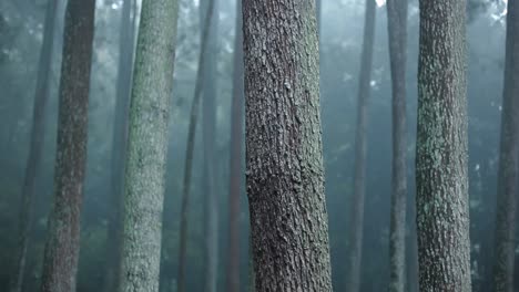 view of the forest during the rain, with misty among pine trees