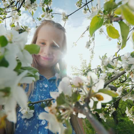 Ein-Kind-Bewundert-Die-Blumen-Eines-Blühenden-Apfelbaums-1