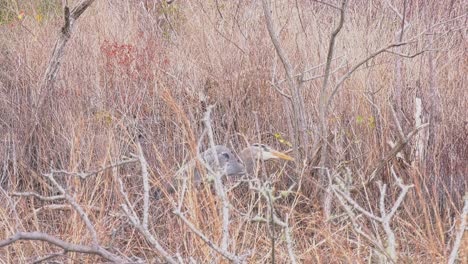 great blue heron slowly walking through thick grass and wooded area