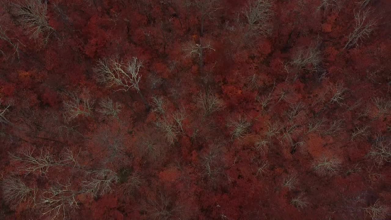 sobrevuelo de un bosque a fines del otoño con follaje rojo brillante, revelando un camino de tierra vacío