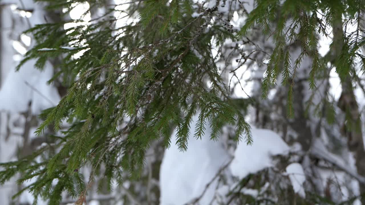 눈 덮인 겨울 숲