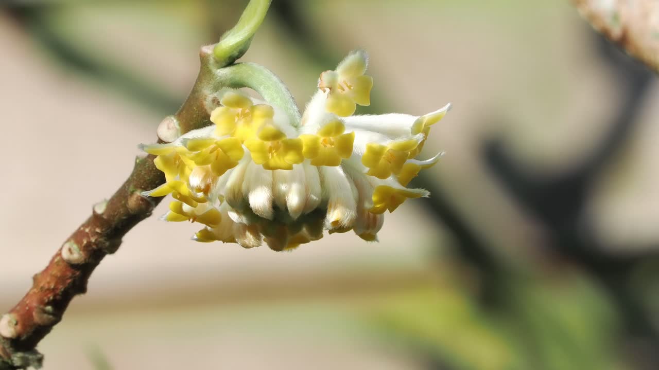 Edgeworthia Chrysantha Grandiflora dengan bunga kuning wangi menandai akhir musim dingin