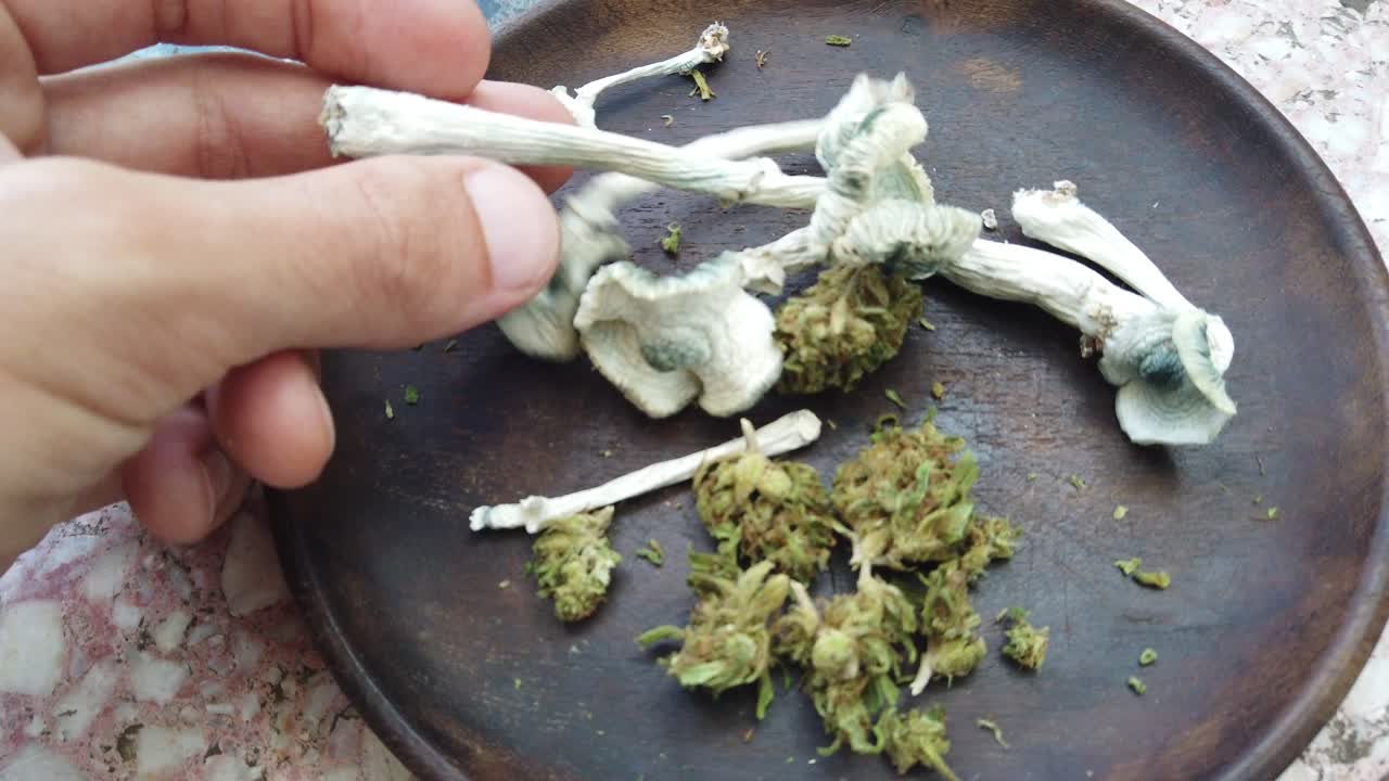 Close up Albino Golden Teacher Magic mushroom together with Marihuana flowers