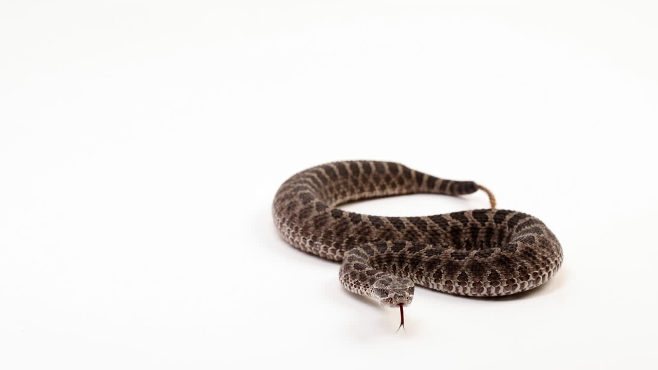 il serpente a sonagli massasauga scuote la coda mentre è isolato su sfondo bianco - campo largo