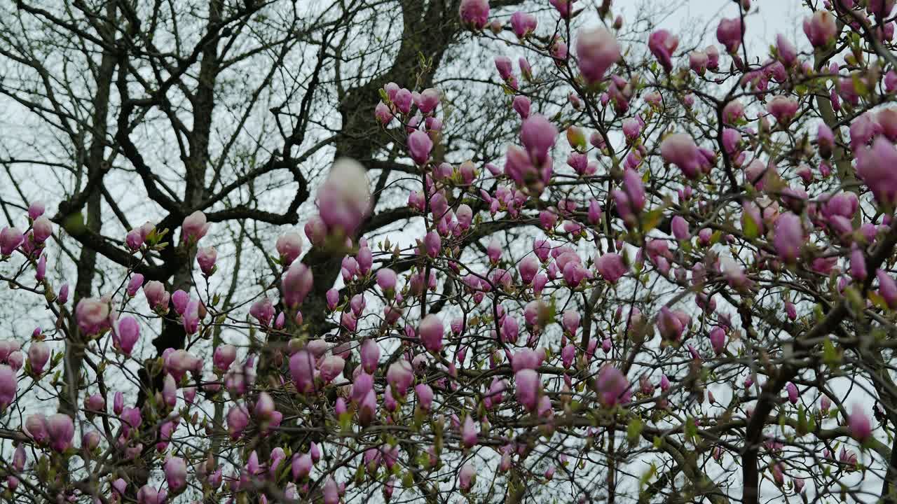 Pink magnolia blossoms sway gently in breeze before full spring bloom