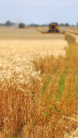 yellow field with grain in front view. grain harvesting combine in a sunny day at the blurred background. agricultural technic is working in a field. vertical video