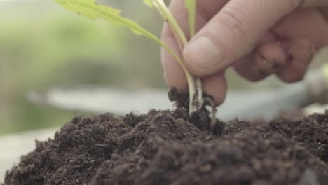 Pulling-up-plant-roots-from-soil