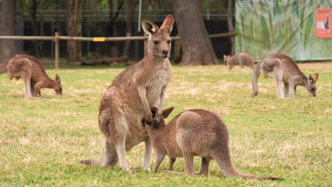 mother red kangaroo nurses young joey at kangaroo sanctuary, brisbane, australia