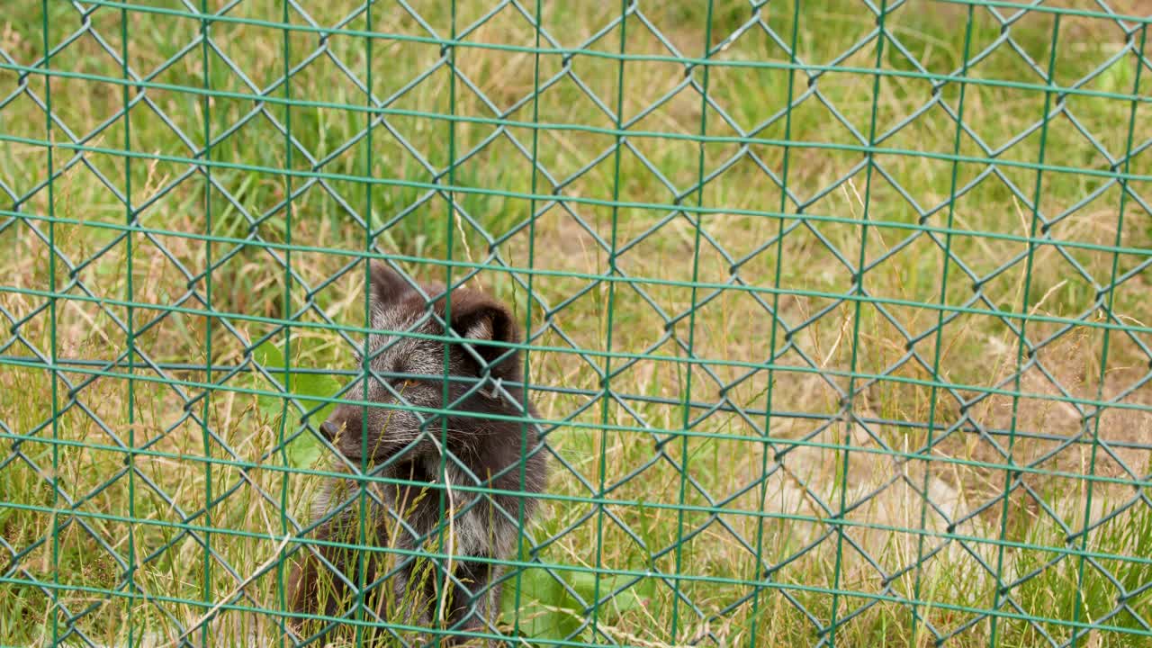 Young arctic fox pup stands behind wire fence in grassy enclosure, natural daylight, static shot