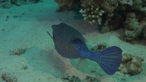 Cubo-Trunkfish-De-Cerca-En-El-Mar-Rojo