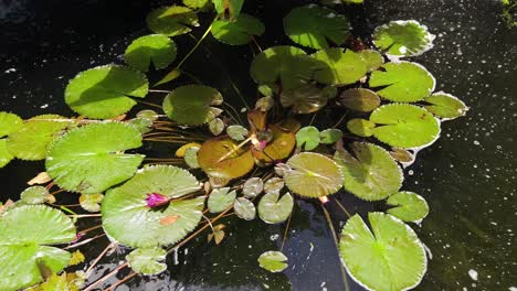water lilies in a pond