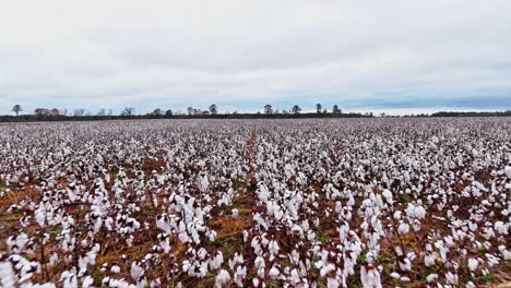 slow drone fly-over of a large cotton field in columbia, south carolina.