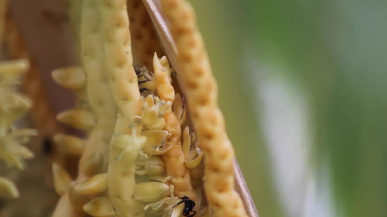 꽃에서 먹이를 찾는 말벌