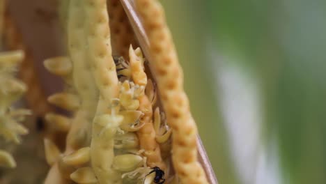 avispas en busca de comida en las flores
