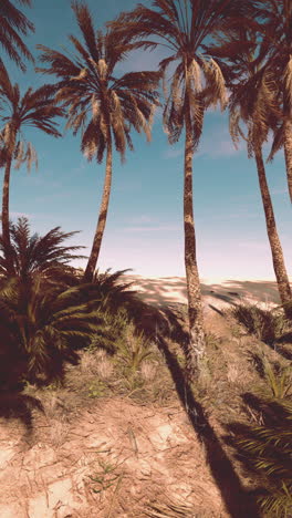 tranquil desert oasis with palm trees