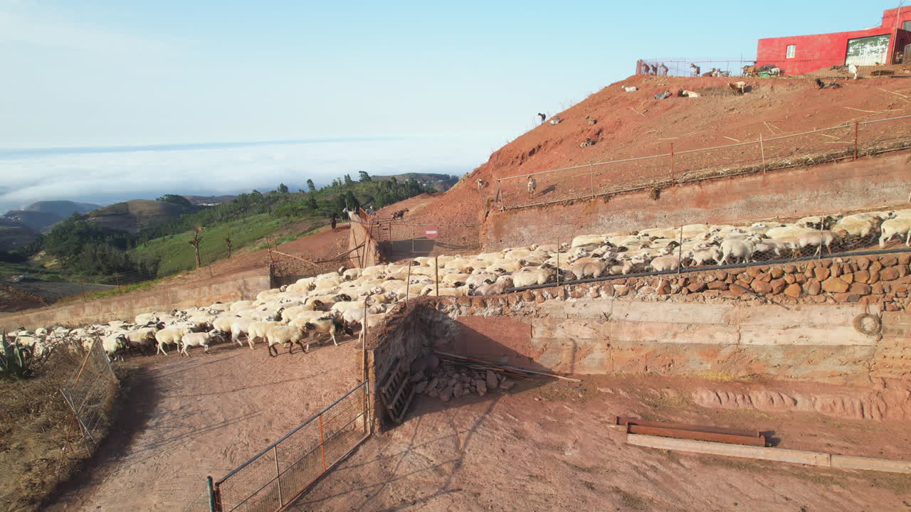 maravillosa toma de un rebaño de ovejas caminando por las calles de un pequeño pueblo en la isla de gran canaria
