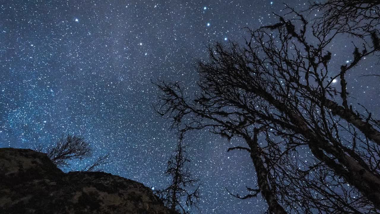 움직임이 있는 실루엣 나무가 있는 밝은 별 하늘