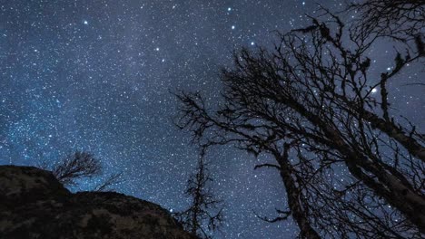 Heller-Sternenhimmel-Mit-Silhouettenbäumen-Im-Zeitraffer-Mit-Bewegung