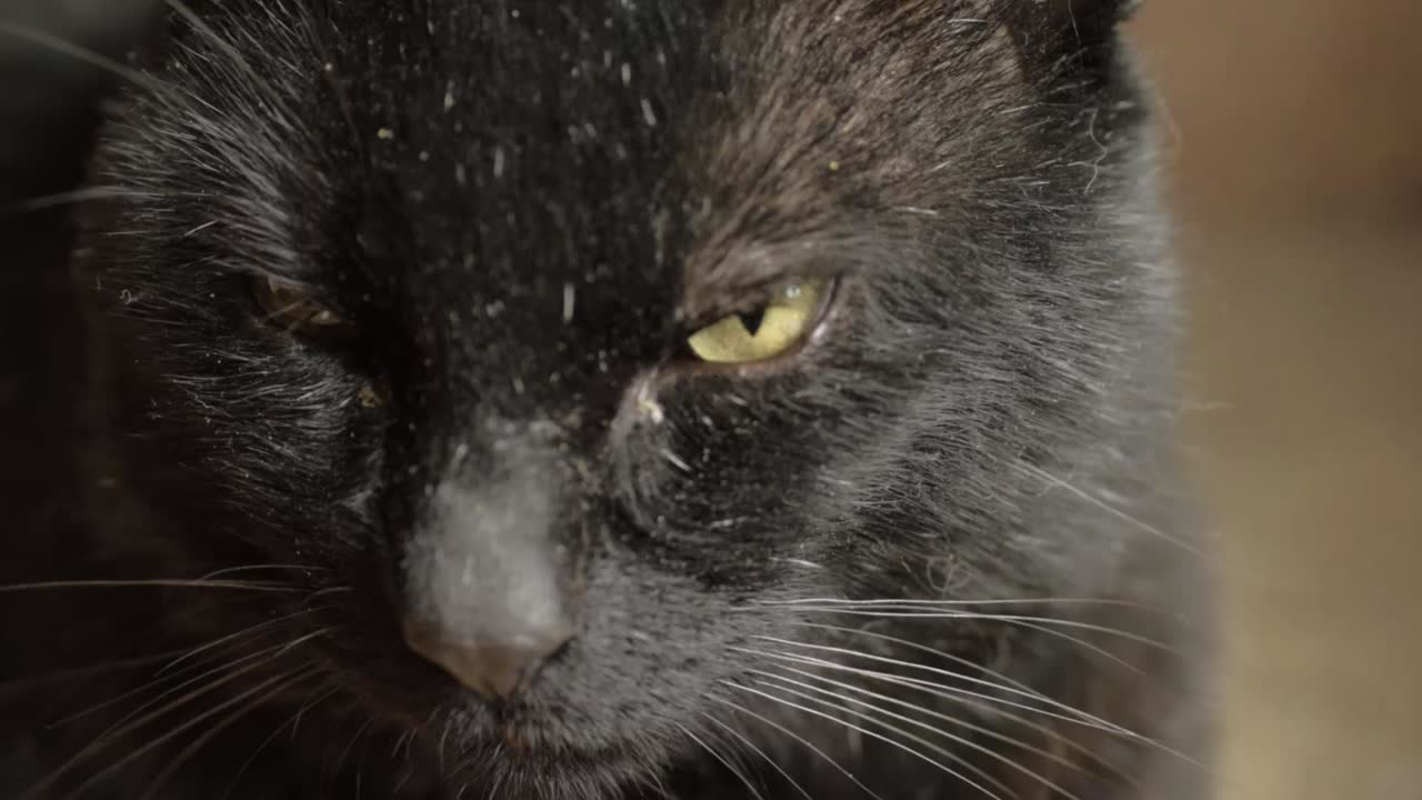 Black cat looks into camera close up head shot portrait