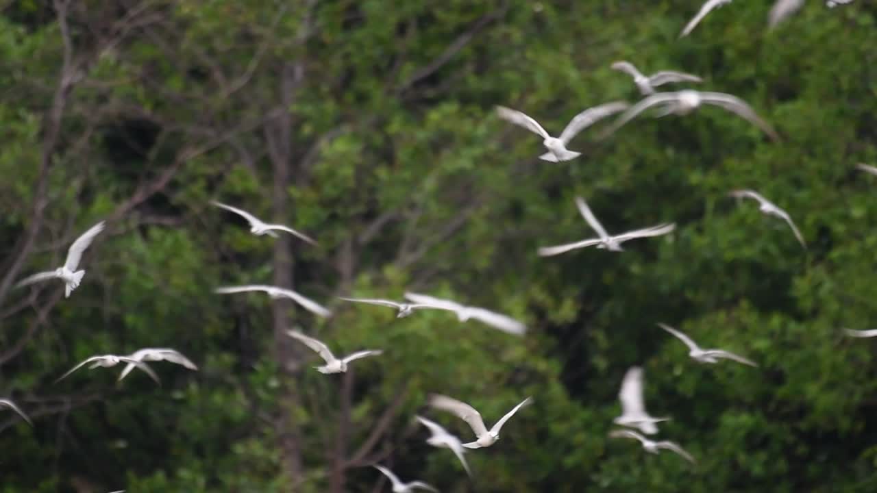 제비갈매기는 전 세계 바다, 강 및 기타 더 넓은 수역에서 볼 수 있는 바닷새입니다.