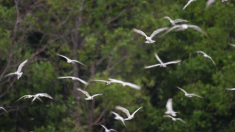 los charranes son aves marinas que se pueden encontrar en todo el mundo en el mar, ríos y otros cuerpos de agua más amplios