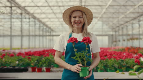 smiling woman gardener holding potted geraniums in a greenhouse