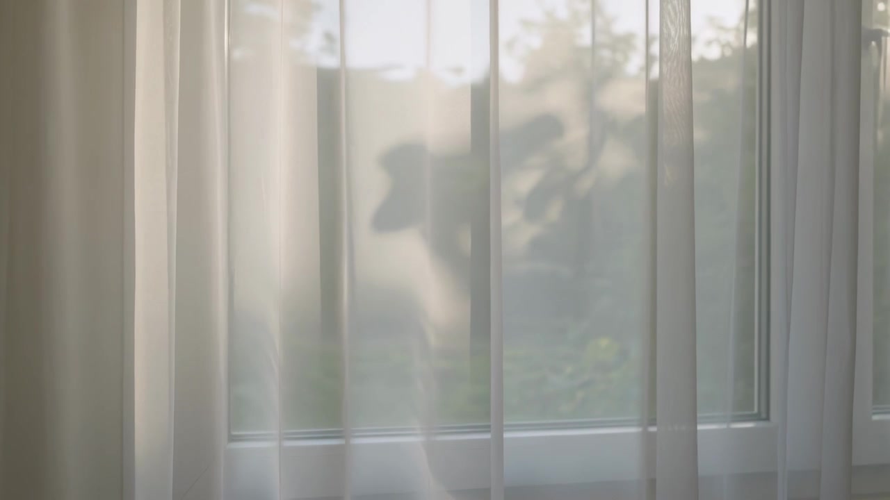 Approaching small animal silhouette moving across home window, with sheer curtain and branches