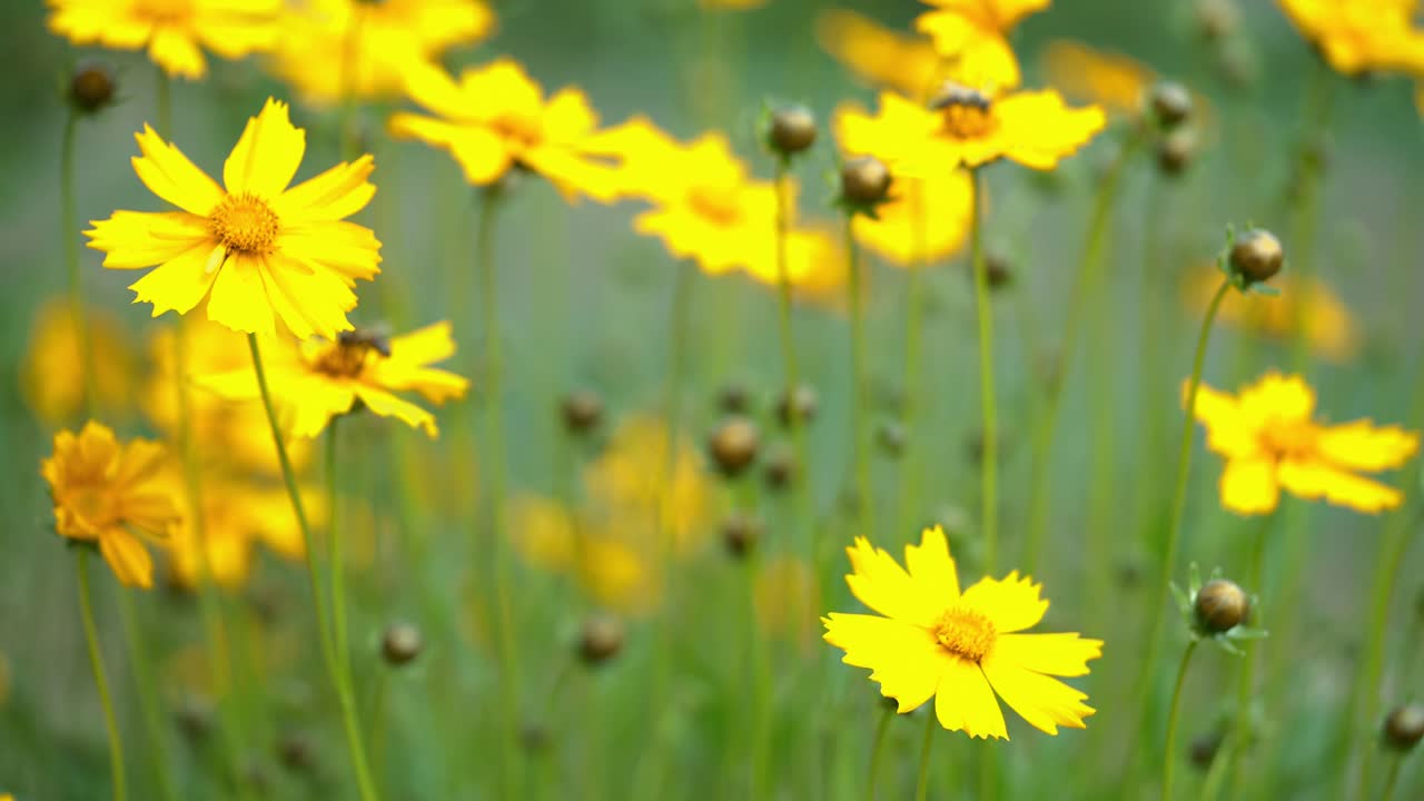 Yellow Coreopsis flower. Summer flowers