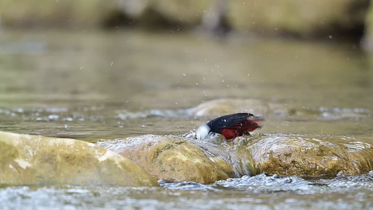 A stunning male White-capped Water Redstart is captured in high detail as it vigorously bathes in the cool, clear water of a mountain stream