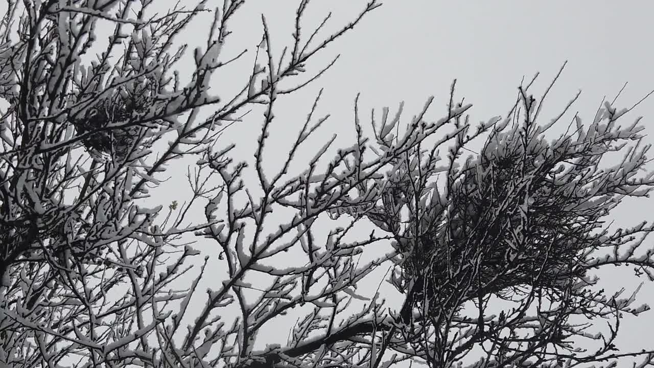 나뭇가지와 나뭇잎이 눈으로 뒤덮이는 것과 같은 고해상도 세부 사항으로 숲의 눈보라