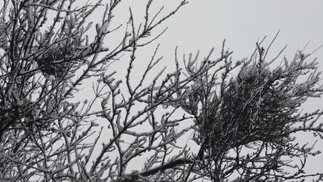 Schneesturm-Im-Wald,-In-Hochauflösenden-Details-Wie-Äste-Und-Blätter,-Die-Mit-Schnee-Bedeckt-Sind