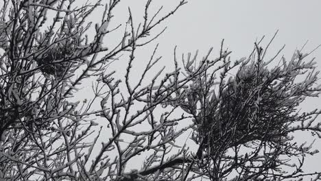 snowstorm in the forest, in high resolution details like branches and leaves getting covered in snow