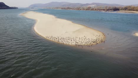 Vögel-Auf-Einer-Insel-Mitten-In-Der-Donau,-Luftdrohnenaufnahme