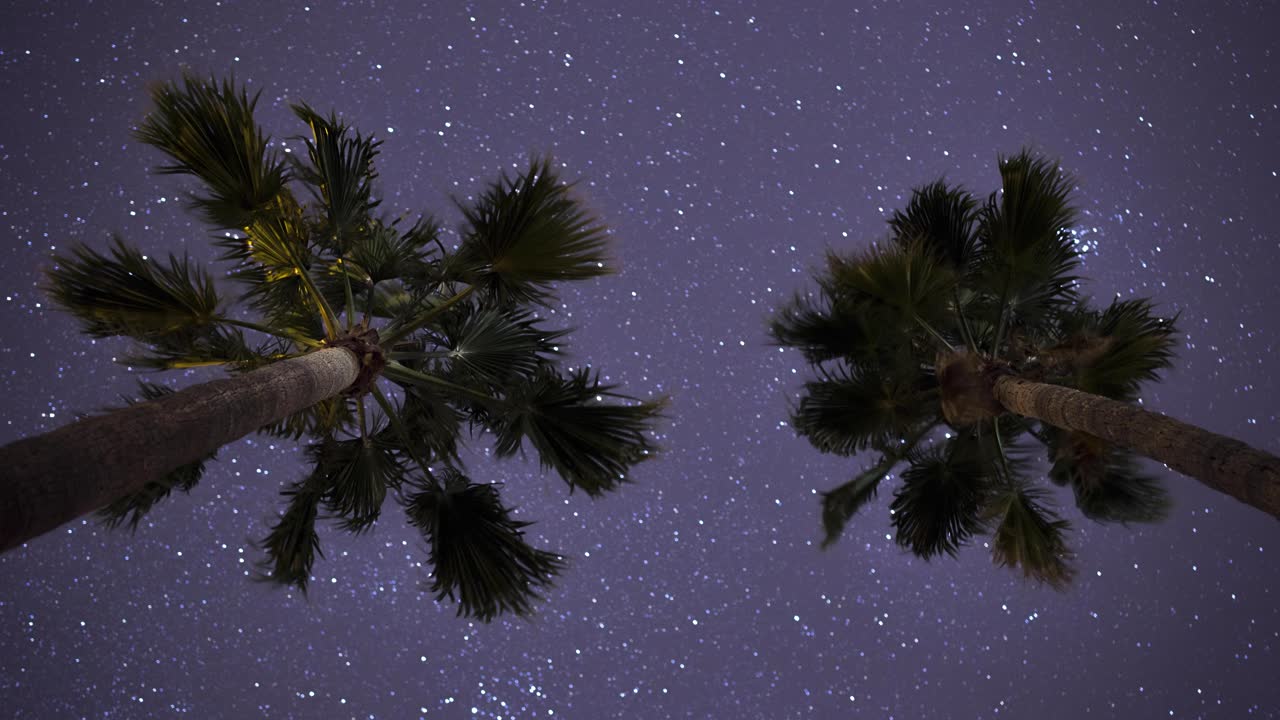 Dos hermosas palmeras se elevan hacia la noche mientras las estrellas desfilan pacíficamente por el cielo al fondo