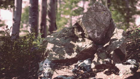 Forest-scene-with-mossy-ground-in-sunny-evening-in-summer