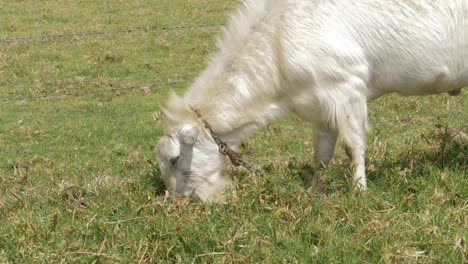 Cabra-Salvaje-Blanca-Comiendo-Hierba-En-El-Campo-Durante-El-Verano---Cabra-Doméstica-En-Gold-Coast,-Queensland,-Australia