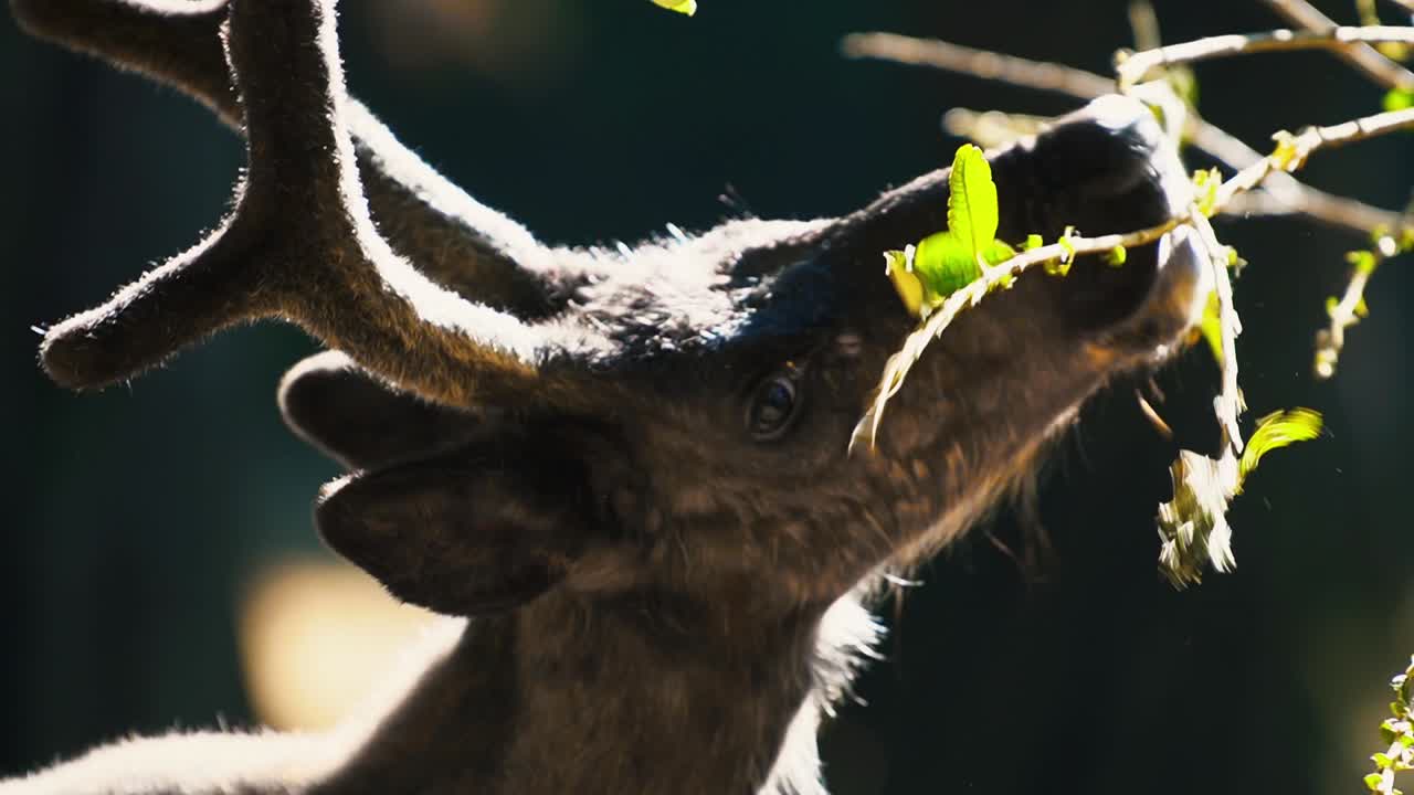 슬로베니아 의  ⁇ 빛 있는 유럽 에서 초록색 잎 을 먹고 있는 어린 사 ⁇