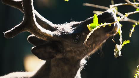 young reindeer close-up feeding on green leaves in sunny europe, slovenia