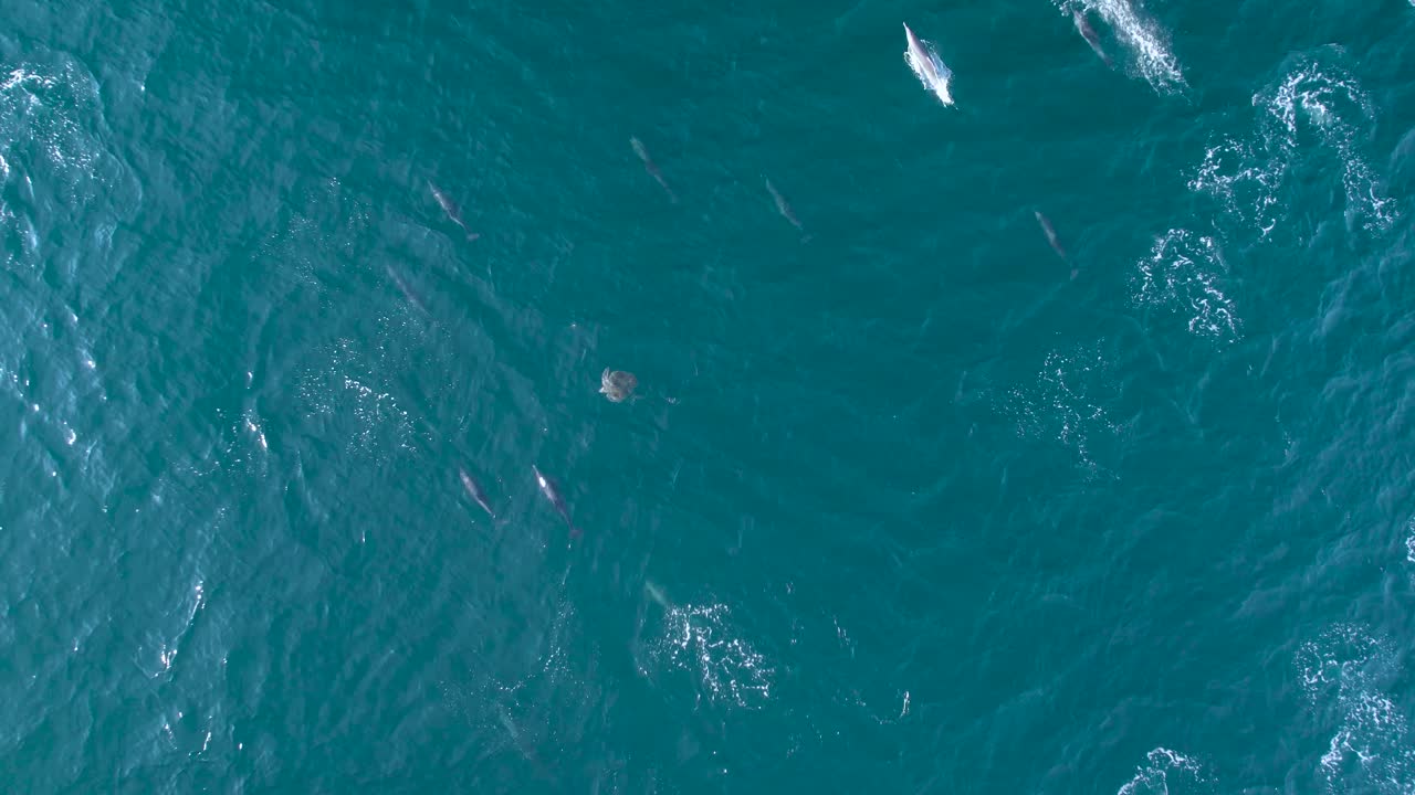 Aerial top-down of a dolphin pod cruising in open ocean, gliding past a lone sea turtle near the surface—calm blue water and natural wildlife behavior captured from above