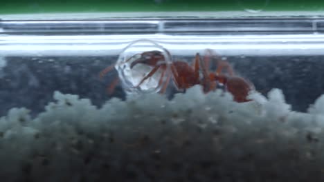 Closeup-macro-of-harvester-ants-hard-at-work-in-their-ant-farm