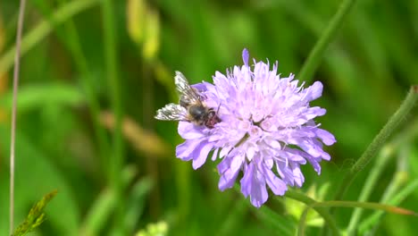 abeja ocupada recogiendo polen en flor violeta dulce durante el tiempo de polinización, cerrar