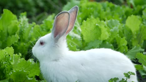 white rabbit in a lettuce patch